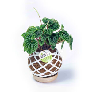Kokedama Peperomia Caperata (Peperomia Ripple)